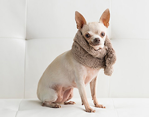 בגדים לכלבים – לא מה שחשבתם
